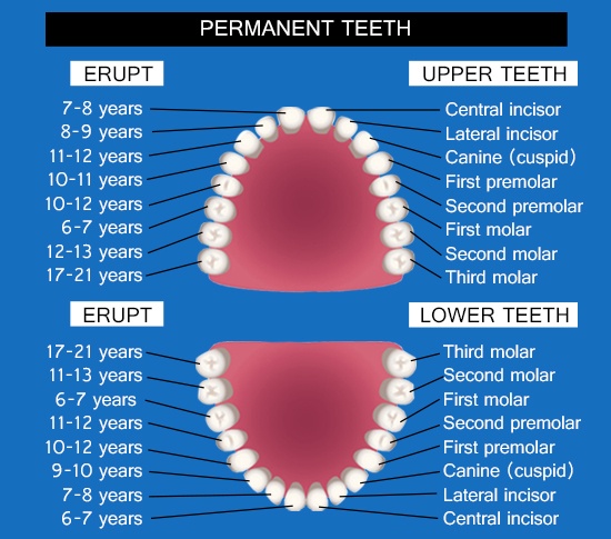 diagram of teeth in human mouth
