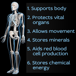 what are the three key functions of the human skeleton