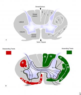 Cross-sectional anatomy of the cervical cord. 