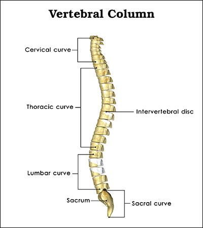 Human vertebral column