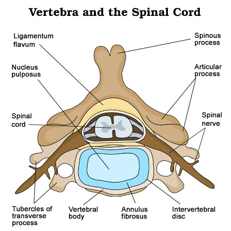 Vertebra