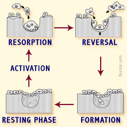 Bone remodeling process
