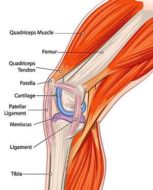 Human Knee