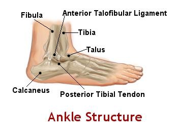 Ankle Structure
