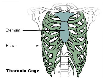 sternum