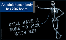 Number of bones in the human body