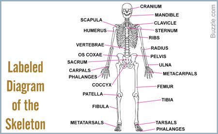 Bones in the Human Body - Labeled Diagram of the Skeleton
