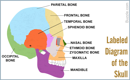Bones in the Human Body - Labeled Diagram of the Skull