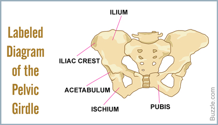 Bones of the Pelvic Girdle