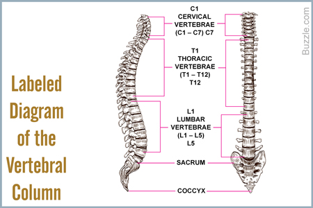Bones of the Vertebral Column