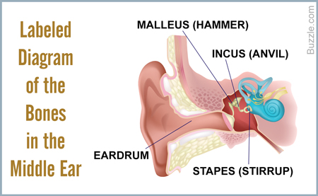 Bones in the Human Body - Labeled Diagram of the Bones in the Middle Ear