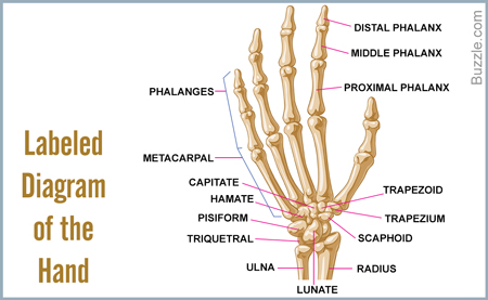 Bones of the Hand