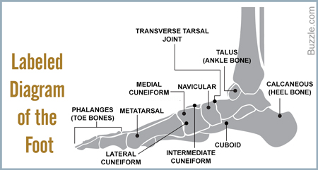 Bones of the Foot