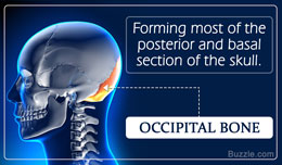 Diagram and function of occipital bone