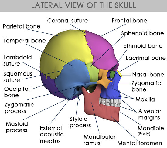 Side View Of The Human Skull.