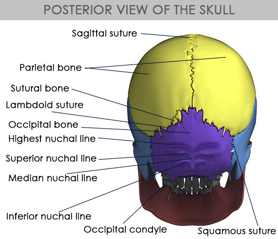 Posterior View Of The Human Skull