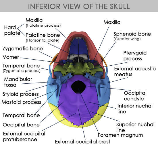 Inferior View Of The Human Skull