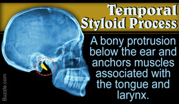 Information about temporal styloid process
