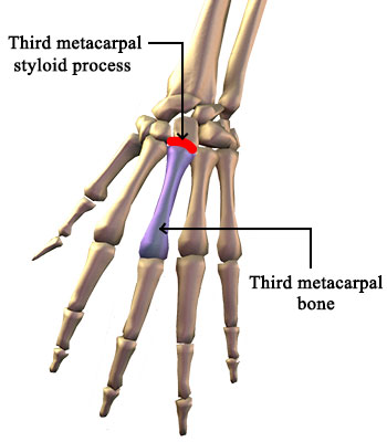 Third Metacarpal Bone structure