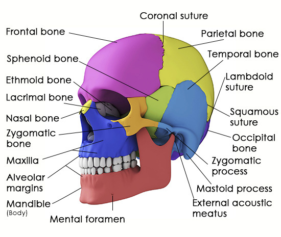 lateral view of skull