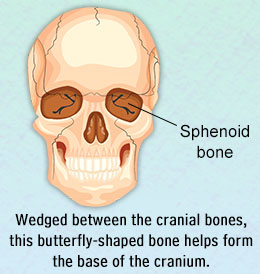 Structure of the sphenoid bone