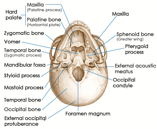 inferior view of skull