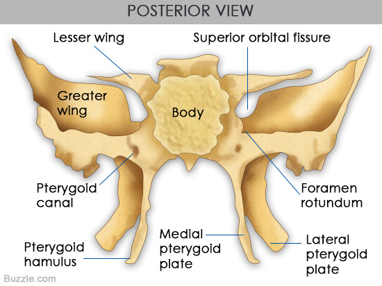 posterior view of sphenoid bone