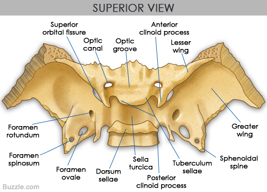 superior view of sphenoid bone
