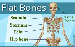 Flat bones in the human body