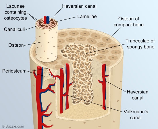 Structure of flat bones in the human body