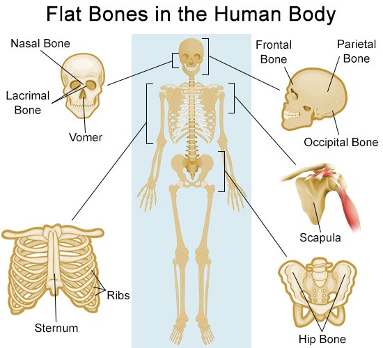 Flat bones in human body