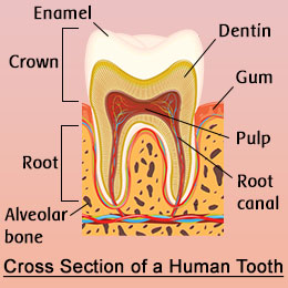 Cross section of a human tooth