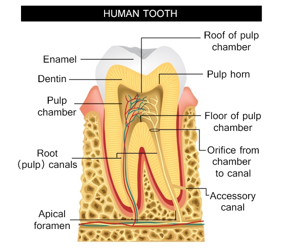 Human tooth structure