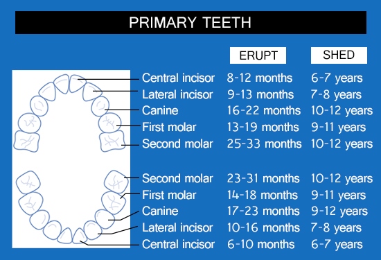 Primary teeth