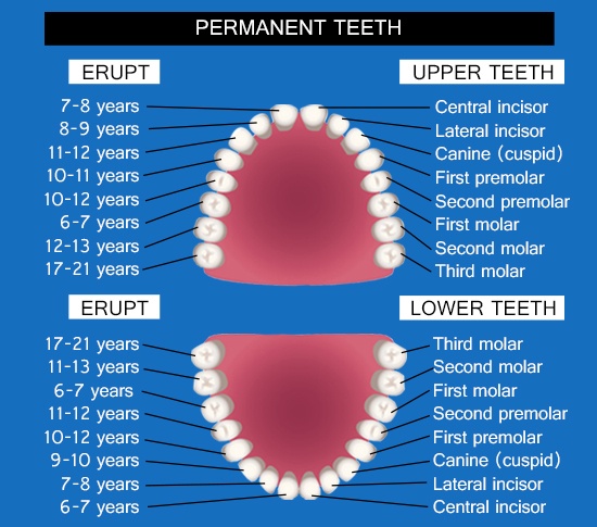 Permanent teeth