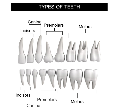 Types of teeth