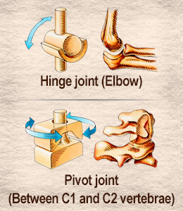 Depiction of hinge joint in the elbow and pivot joint between c1 and c2 vertebrae