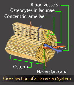 Diagram of Haversian system