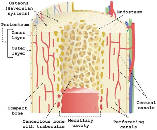 Spongy and compact bone