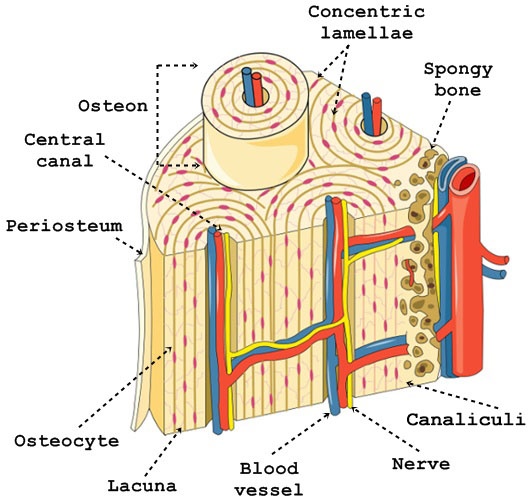 Haversian system