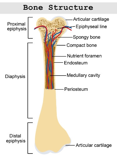 Structure of a long bone