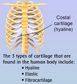 Types of cartilage in the human body