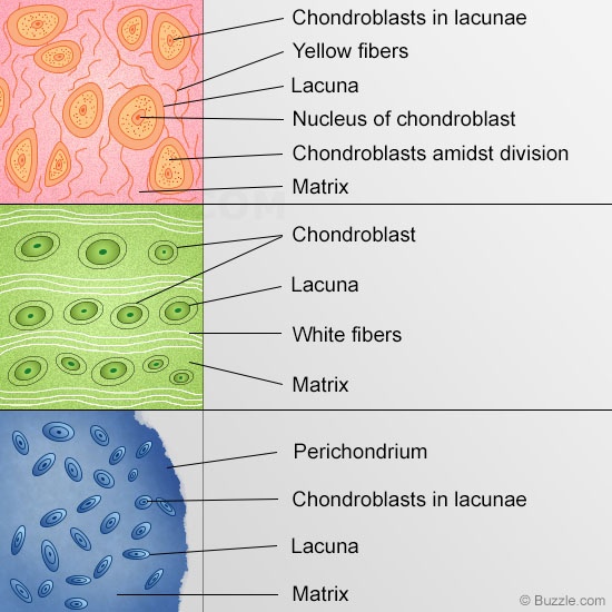 Types of Cartilage