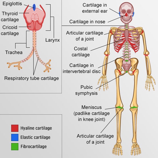 types of Cartilage at different places