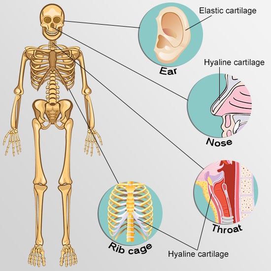  types of cartilage front view skeleton