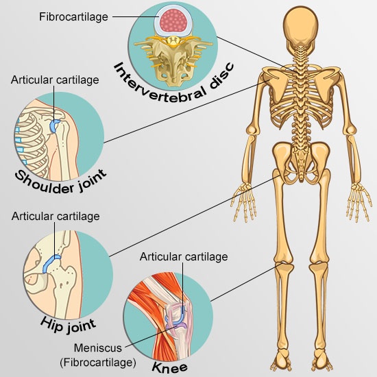 types of cartilage posterior view skeleton