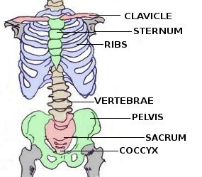 chest and hip