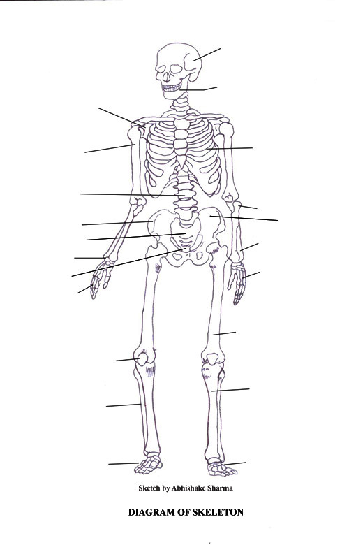 Printable skeleton diagram - Print to Label