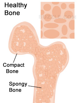 Normal Bone