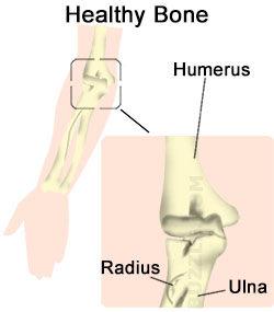 Normal Elbow